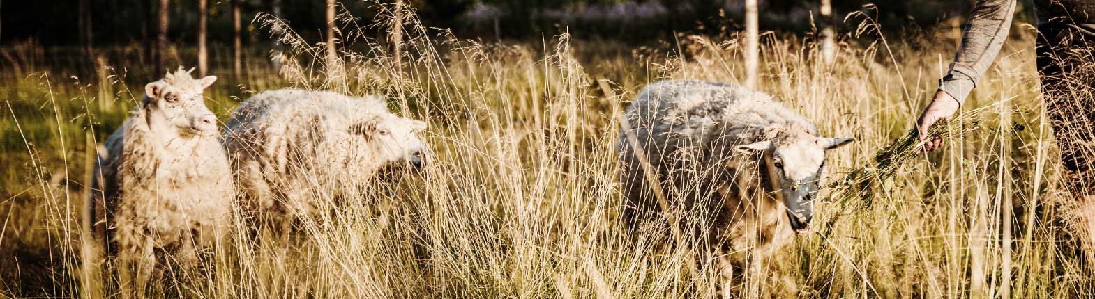 Esitellä 32+ imagen mulesing vapaa merino